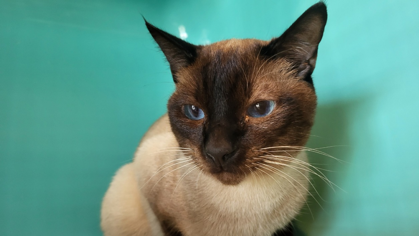 Photo #1 de Smocking