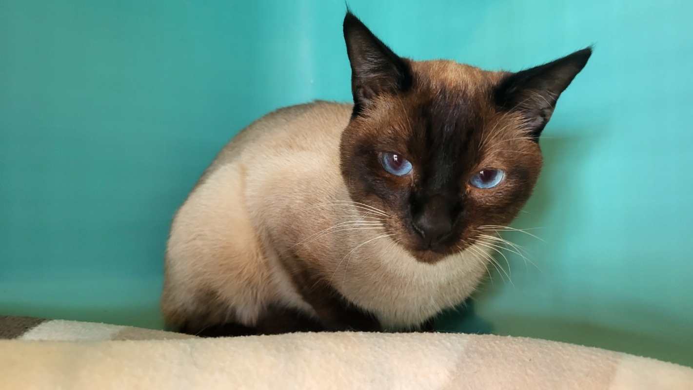 Photo #2 de Smocking