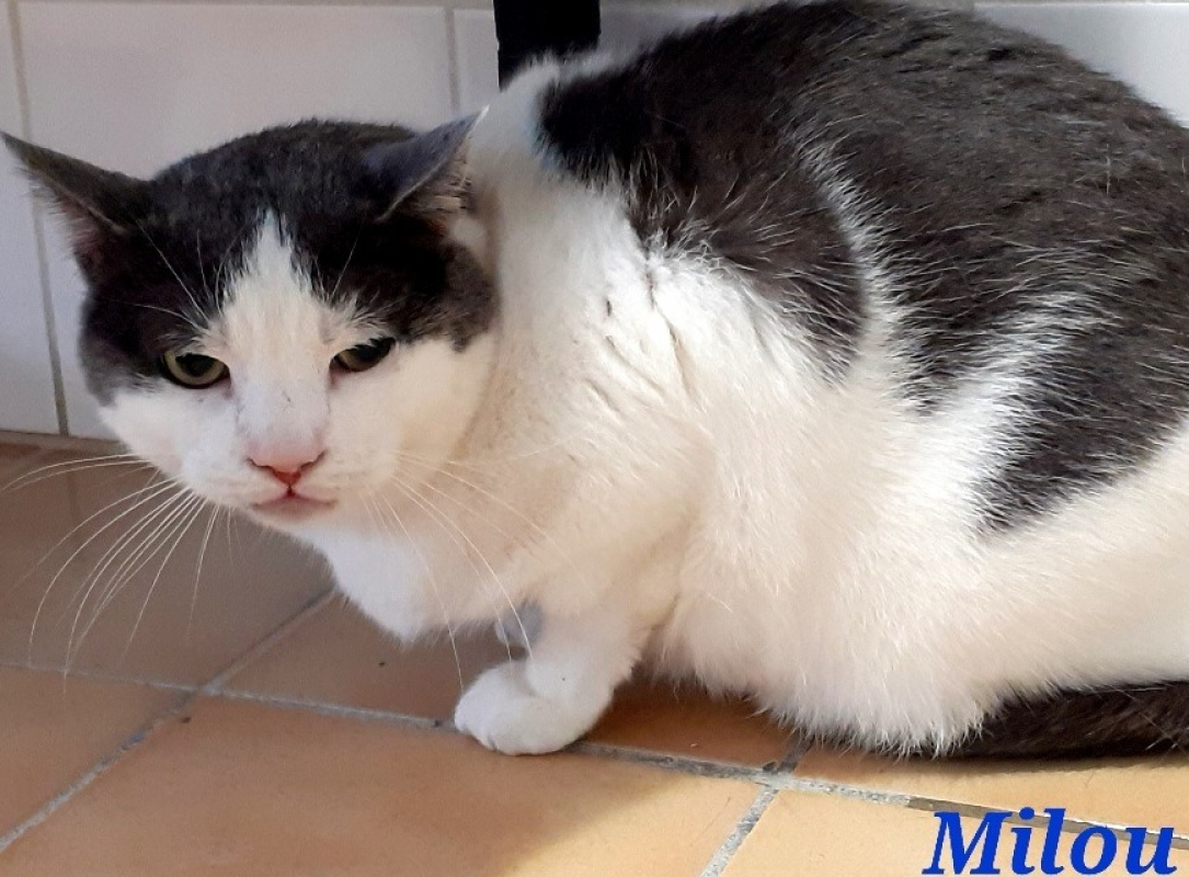Photo de Milou