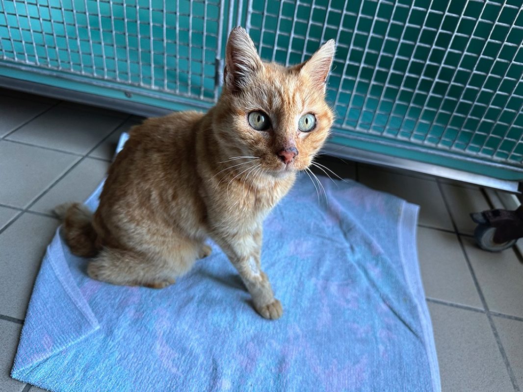 Georgy - Chat Européen à adopter