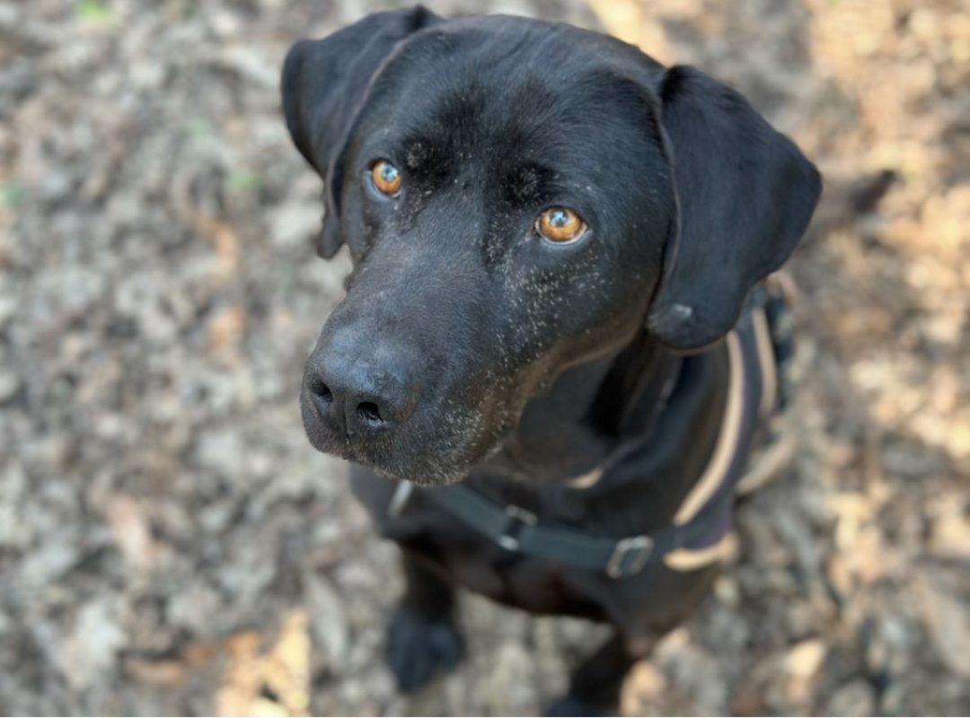 Lucky - Chien à adopter