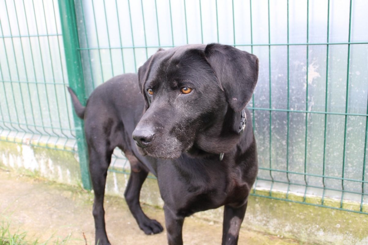 Lucky - Chien à adopter - photo 2