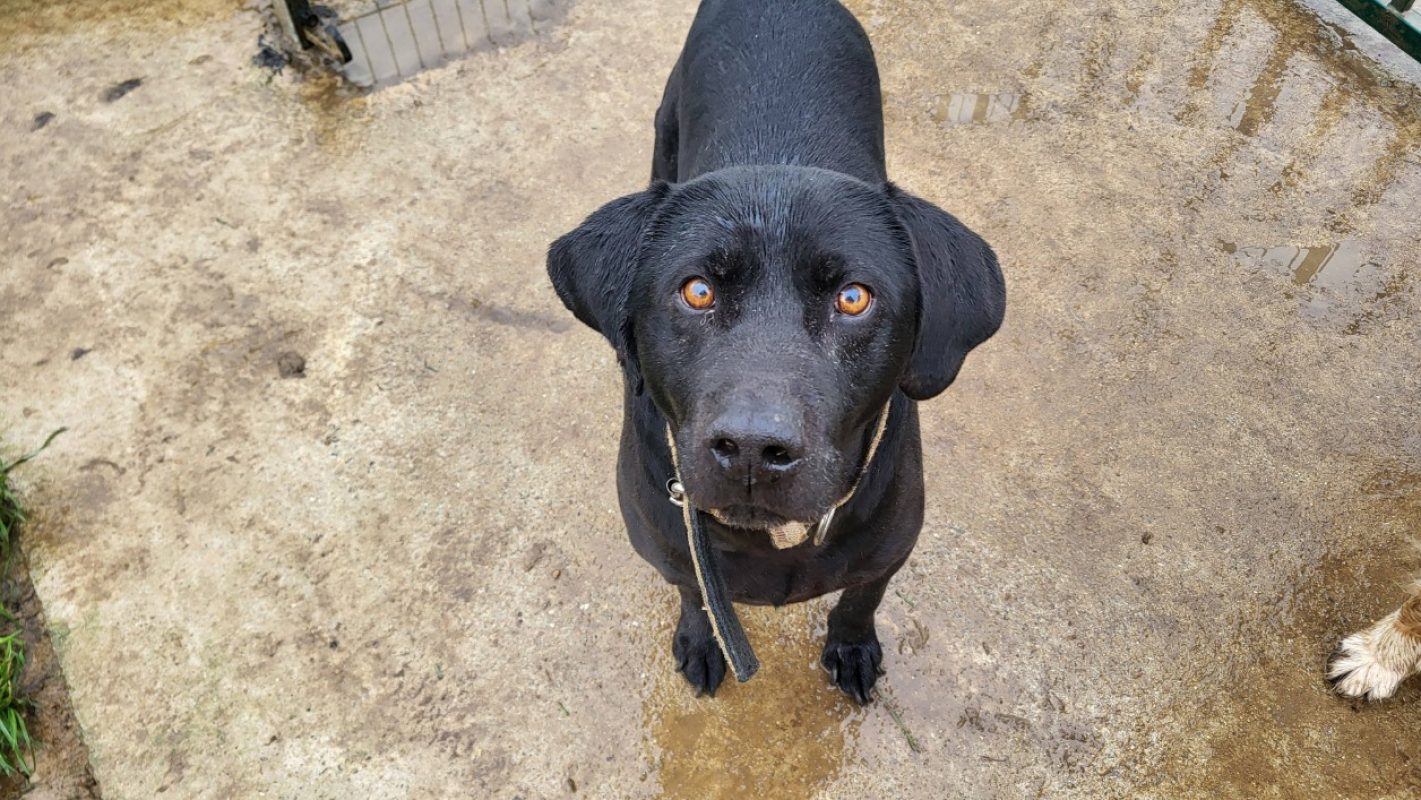 Lucky - Chien à adopter - photo 3