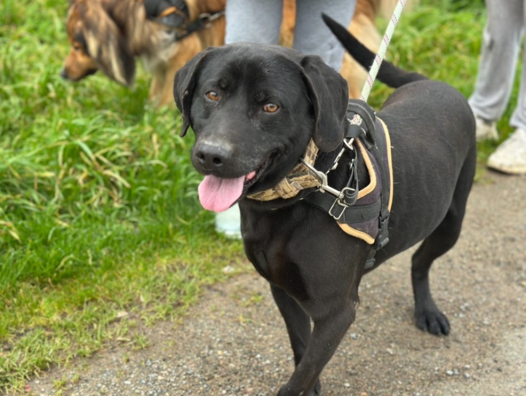 Lucky - Chien à adopter - photo 4