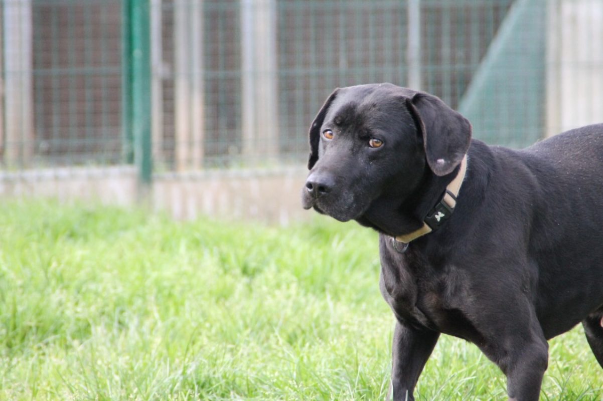 Lucky - Chien à adopter - photo 5