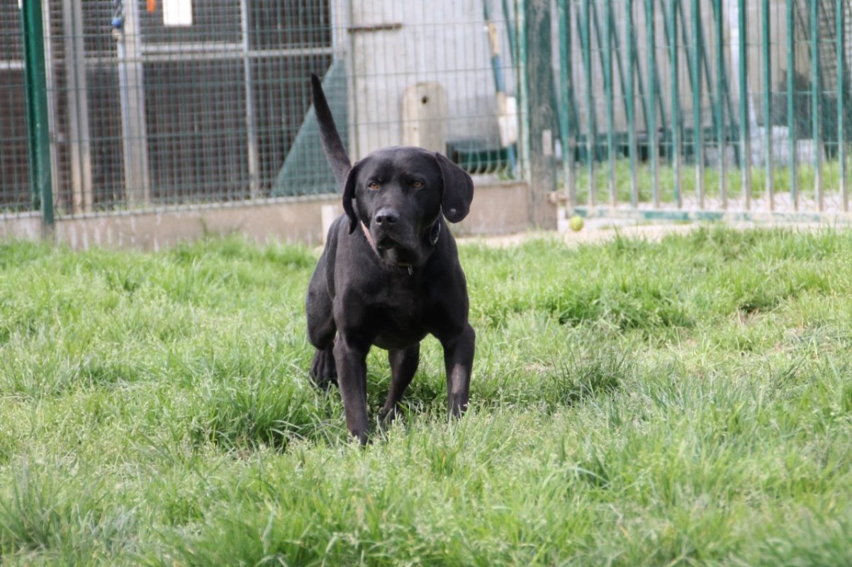 Lucky - Chien à adopter - photo 6