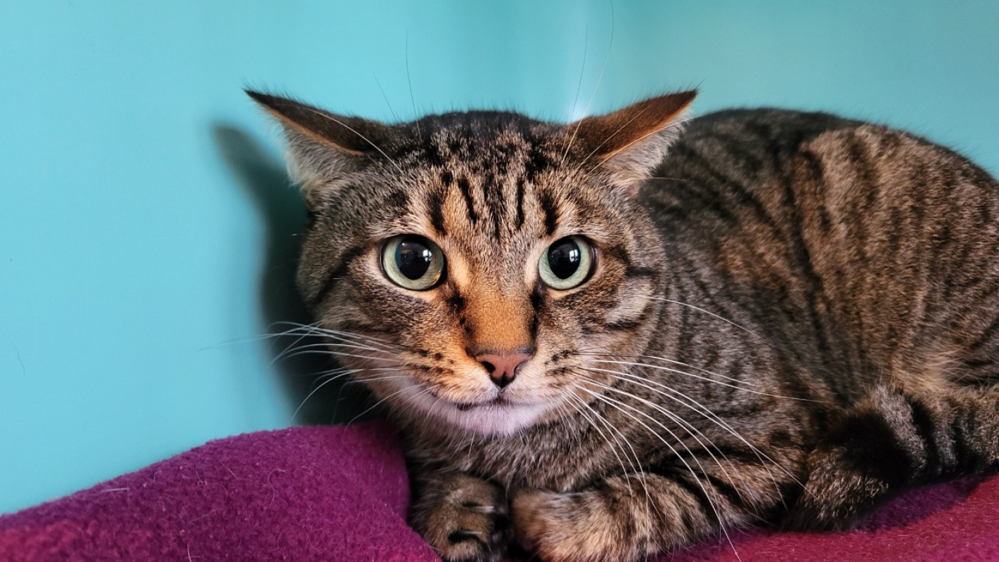 Photo #2 de Moustique