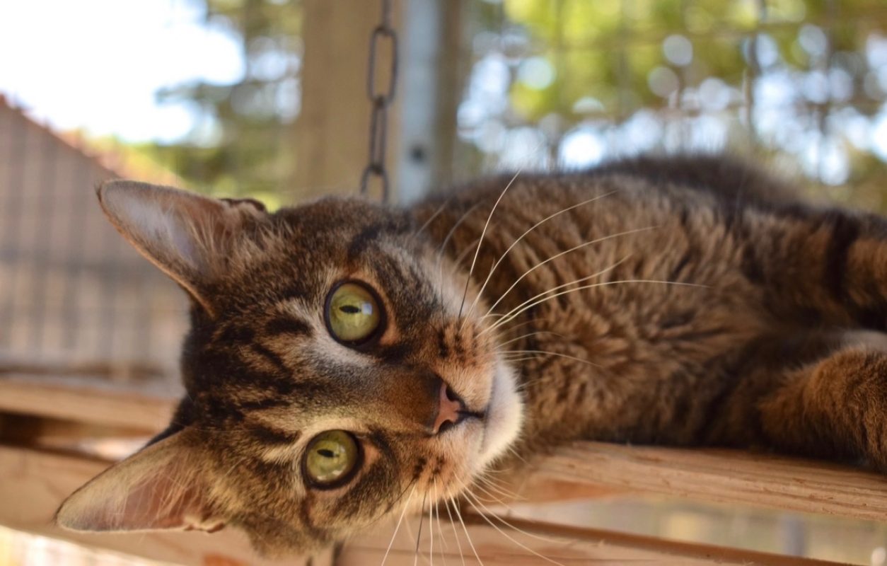 Boulon - Chat Européen à adopter