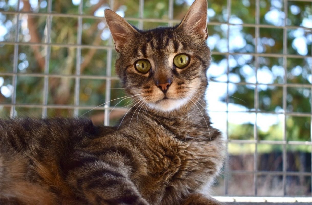 Boulon - Chat Européen à adopter - photo 2