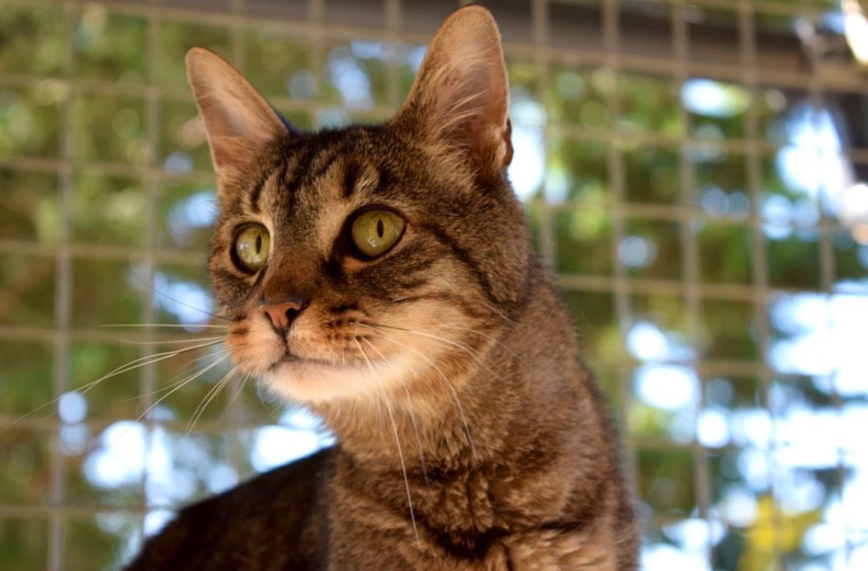 Boulon - Chat Européen à adopter - photo 3