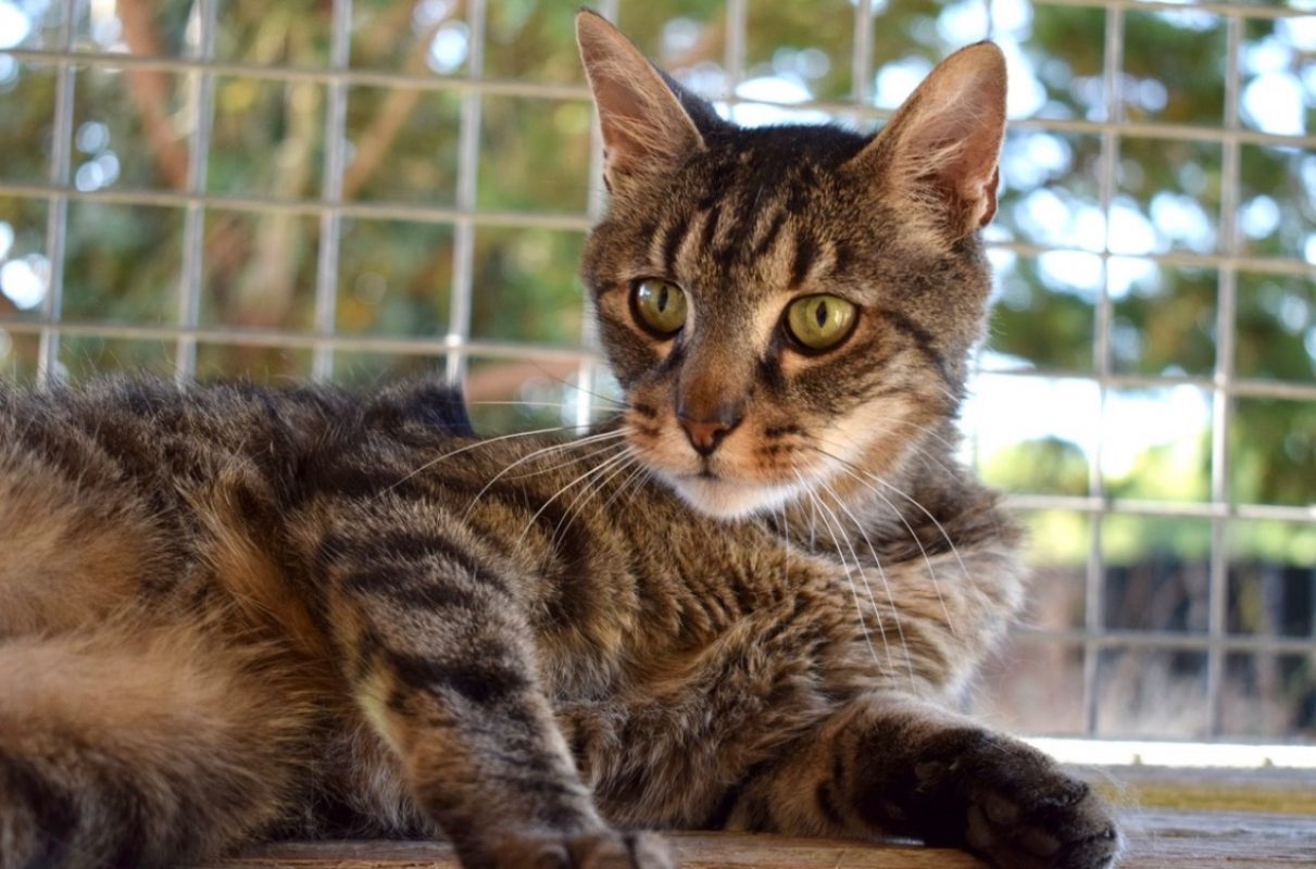 Boulon - Chat Européen à adopter - photo 4