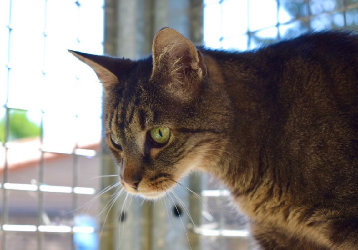 Boulon - Chat Européen à adopter - photo 5