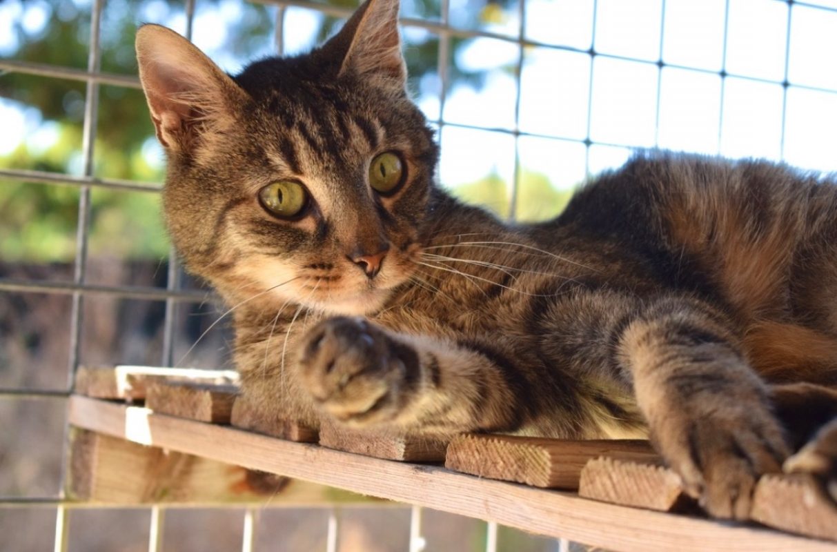 Boulon - Chat Européen à adopter - photo 6