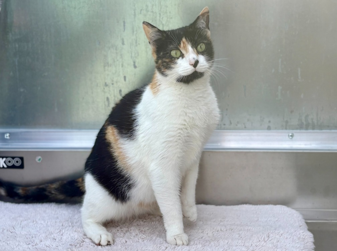 Photo #1 de Mimolette