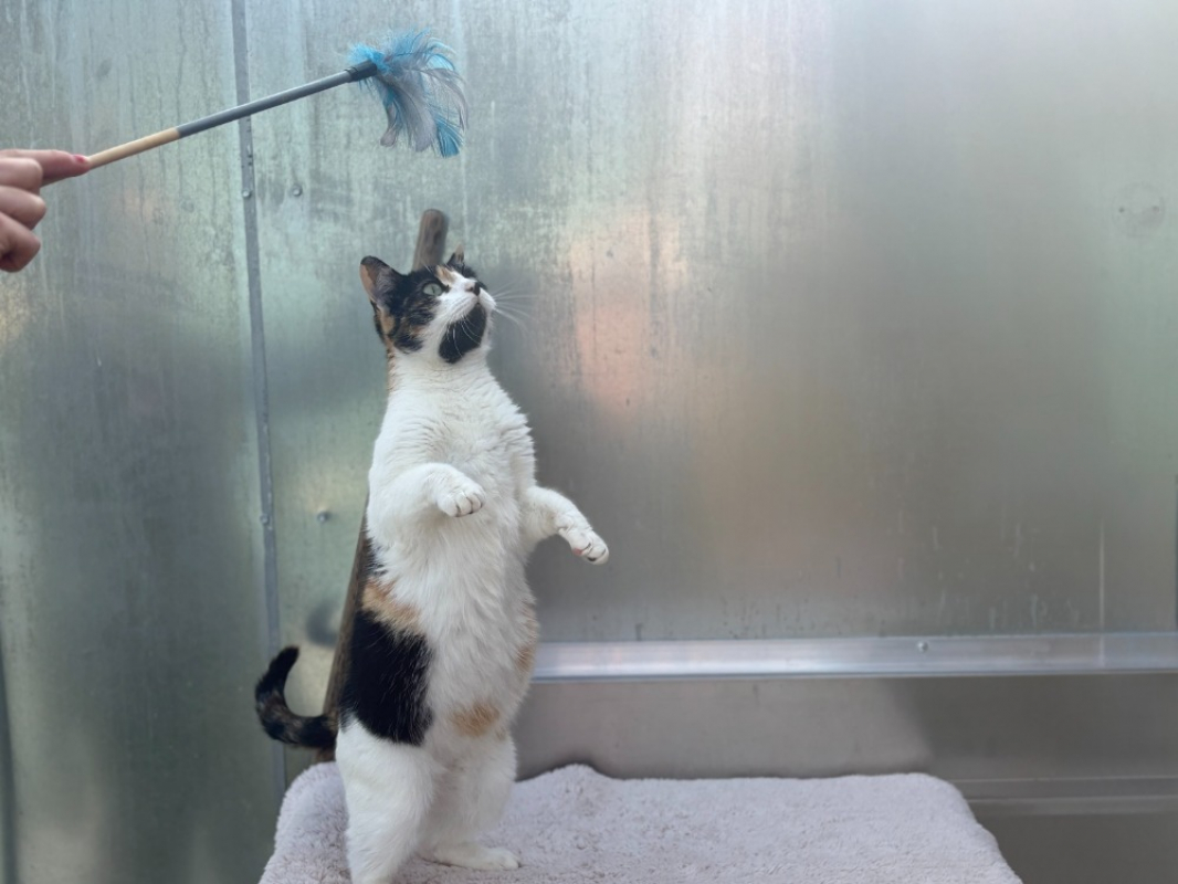 Photo #2 de Mimolette