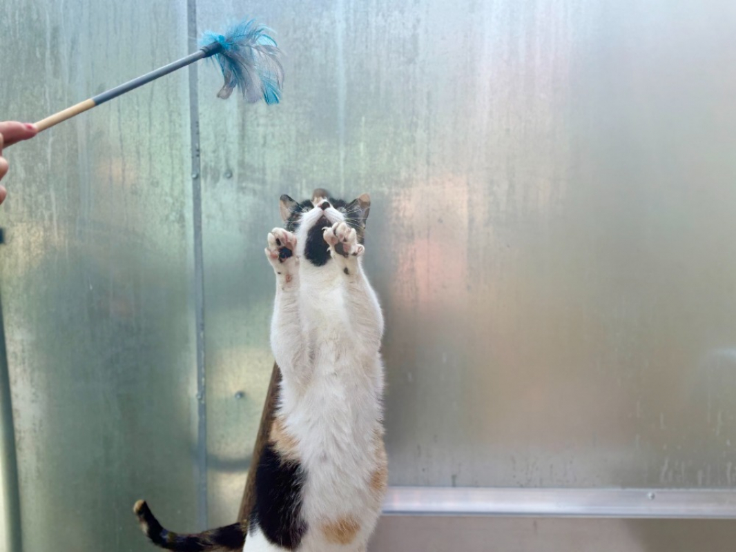 Photo #3 de Mimolette