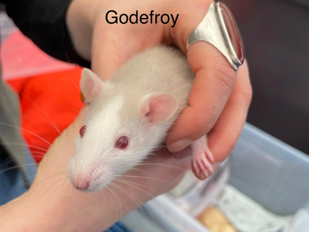 Photo de Godefroy