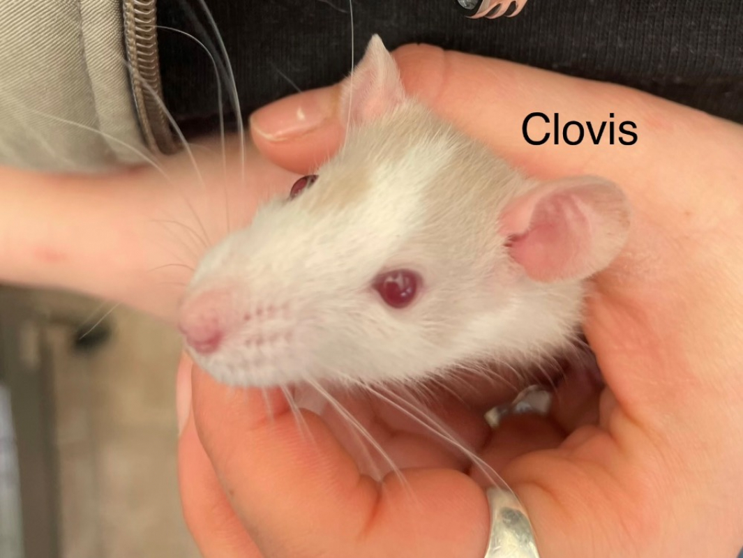 Photo de Clovis
