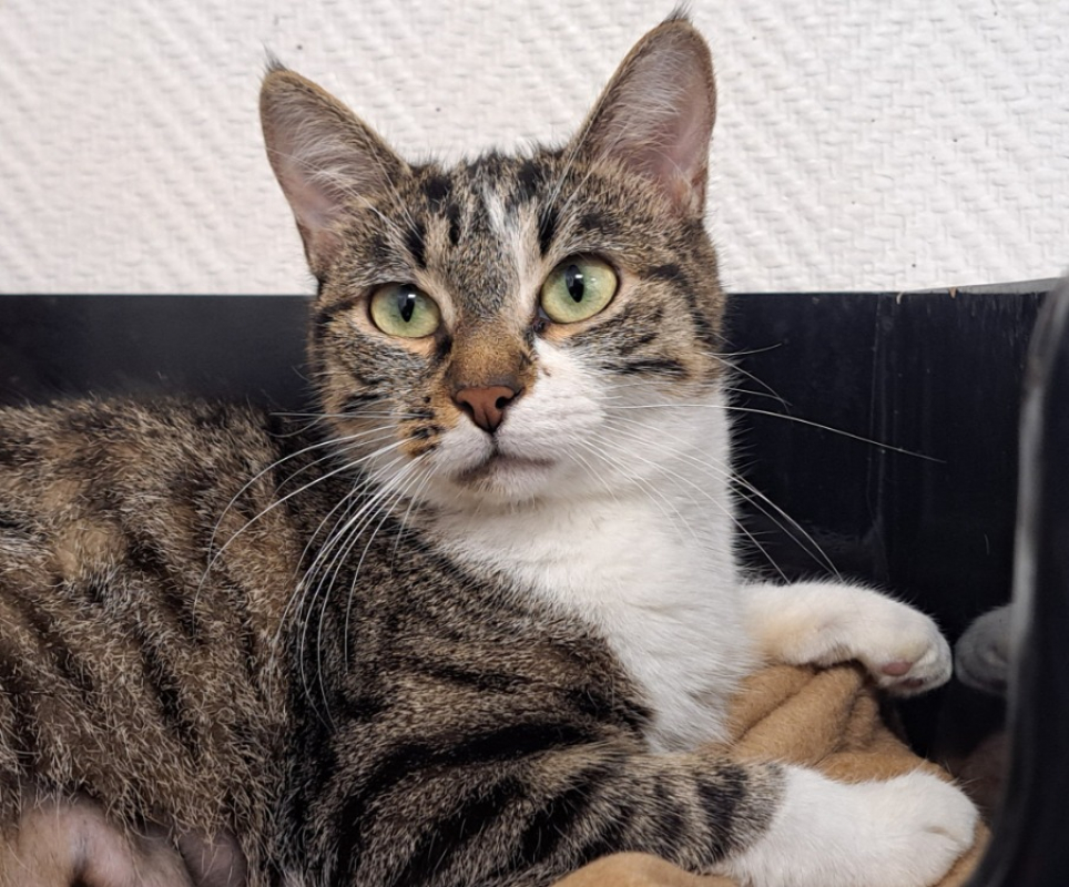 Photo #1 de Cheyenne