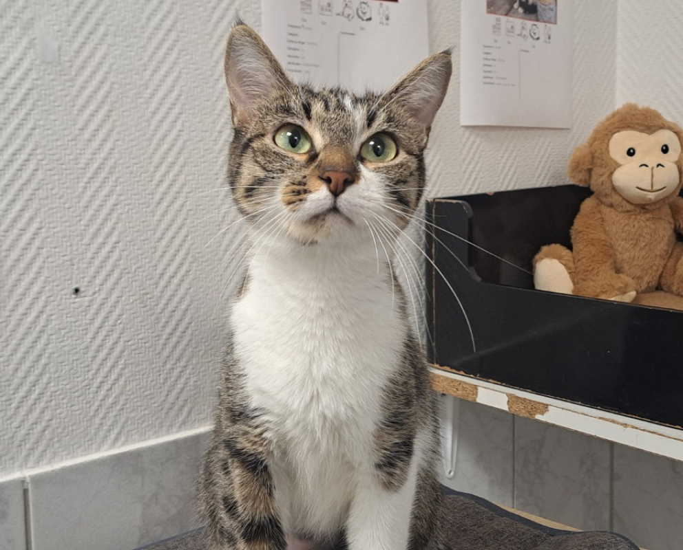 Photo #2 de Cheyenne