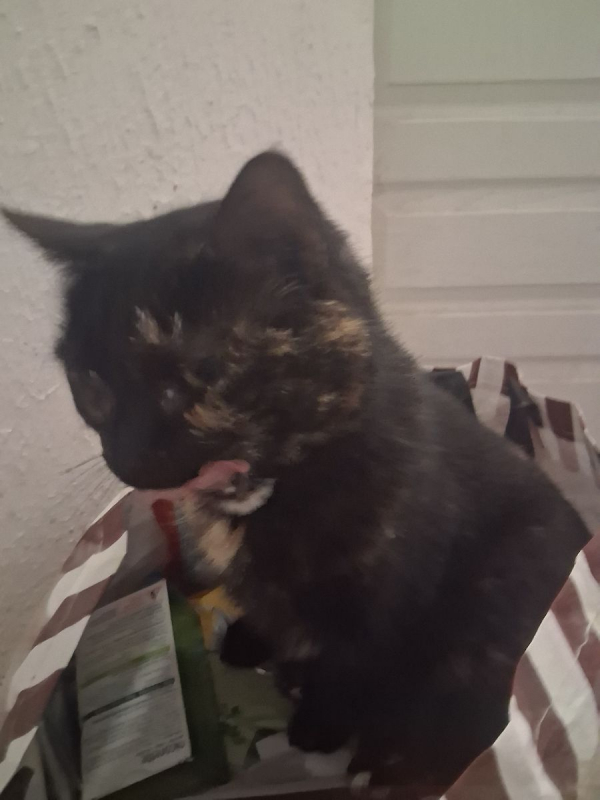 Photo #1 de Patachou 