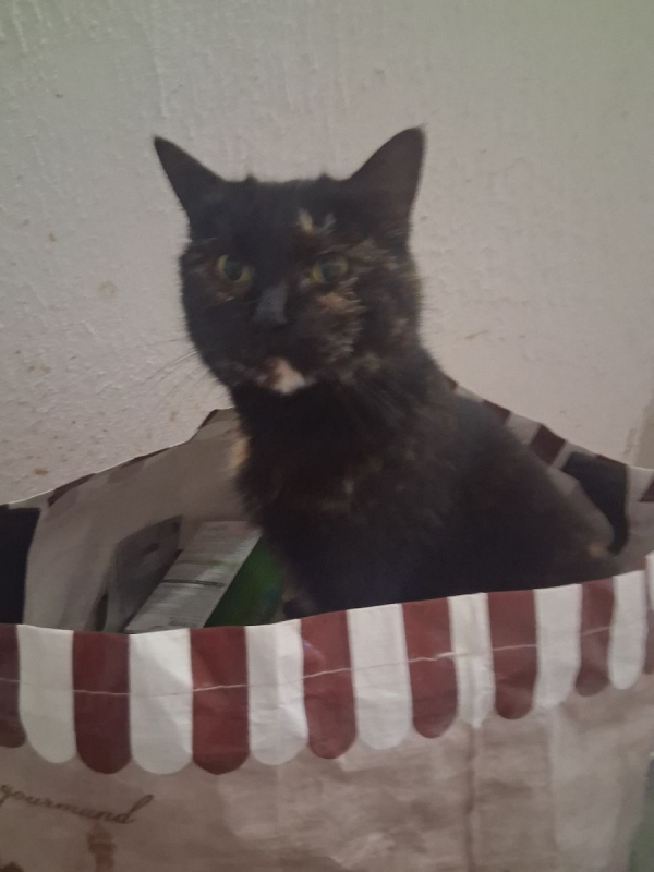 Photo #2 de Patachou 