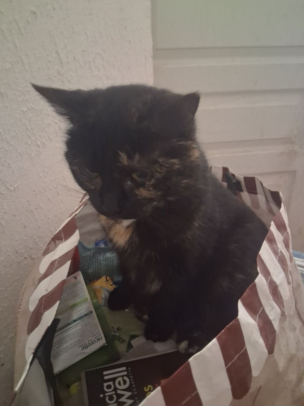 Photo #3 de Patachou 