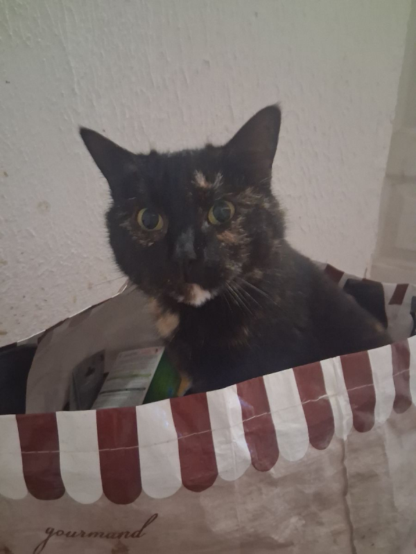 Photo #4 de Patachou 