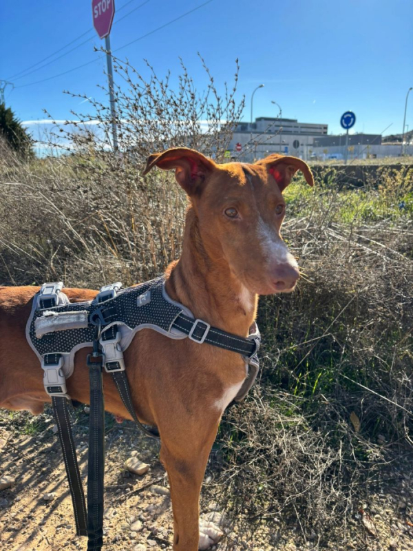 Photo #1 de COCO 3 ans, un chien facile, joyeux et élégant !