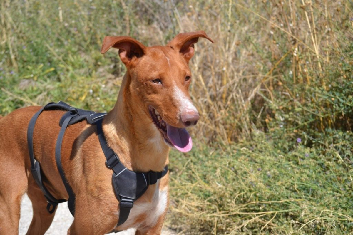 Photo #2 de COCO 3 ans, un chien facile, joyeux et élégant !
