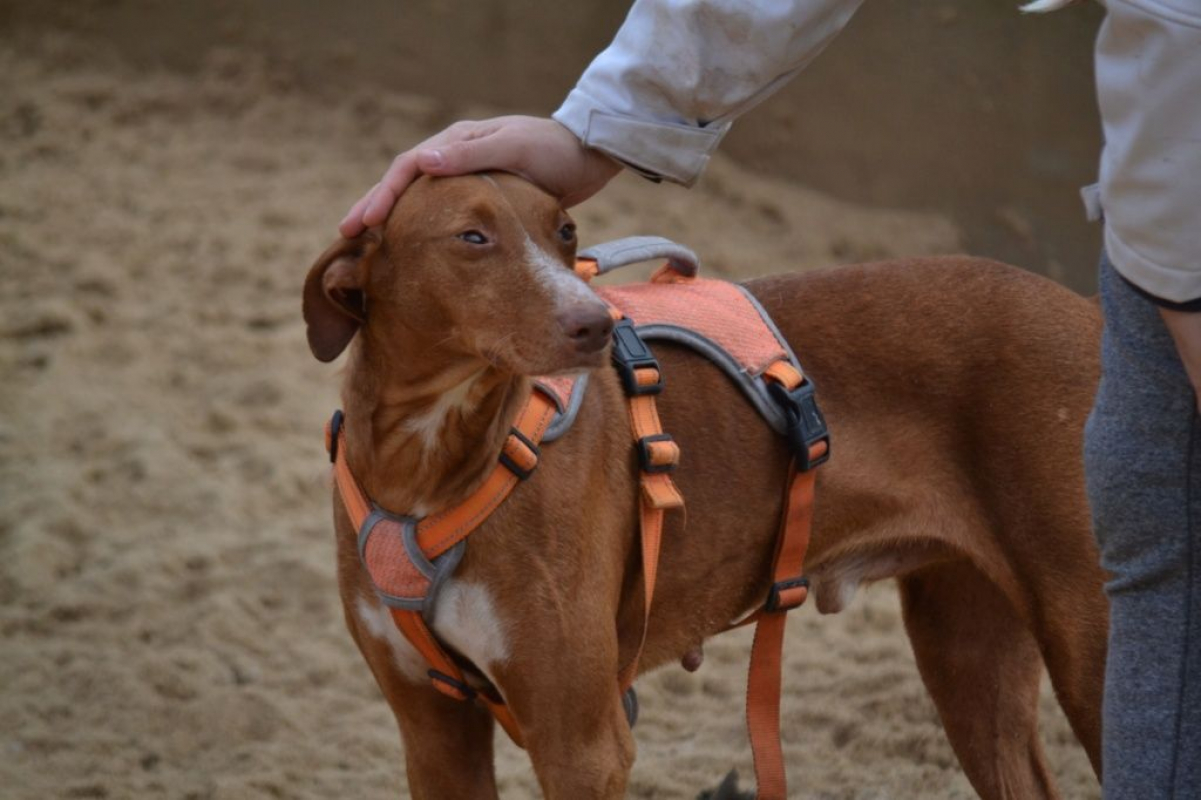 Photo #3 de COCO 3 ans, un chien facile, joyeux et élégant !