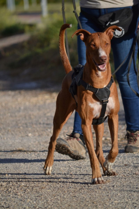 Photo #4 de COCO 3 ans, un chien facile, joyeux et élégant !
