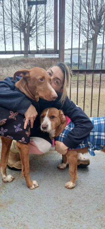 Photo #5 de COCO 3 ans, un chien facile, joyeux et élégant !