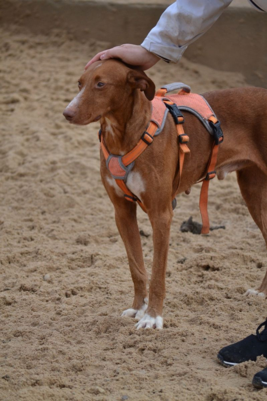 Photo #6 de COCO 3 ans, un chien facile, joyeux et élégant !
