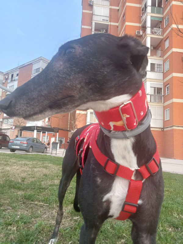 Photo #1 de POCAHONTAS