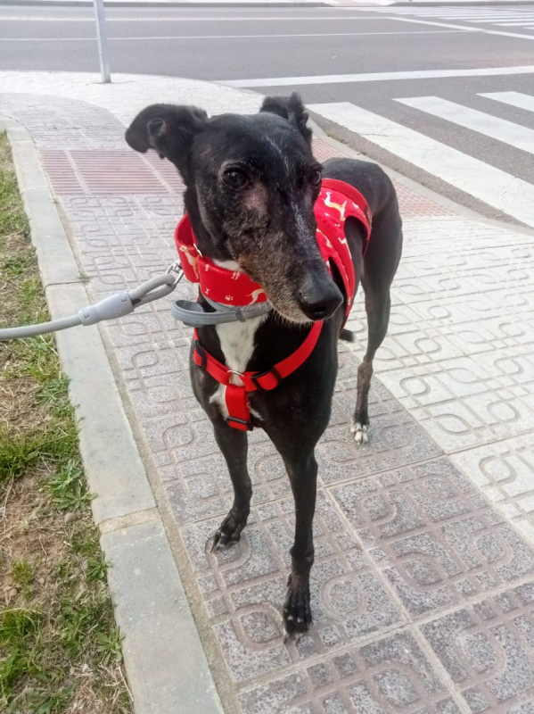 Photo #3 de POCAHONTAS