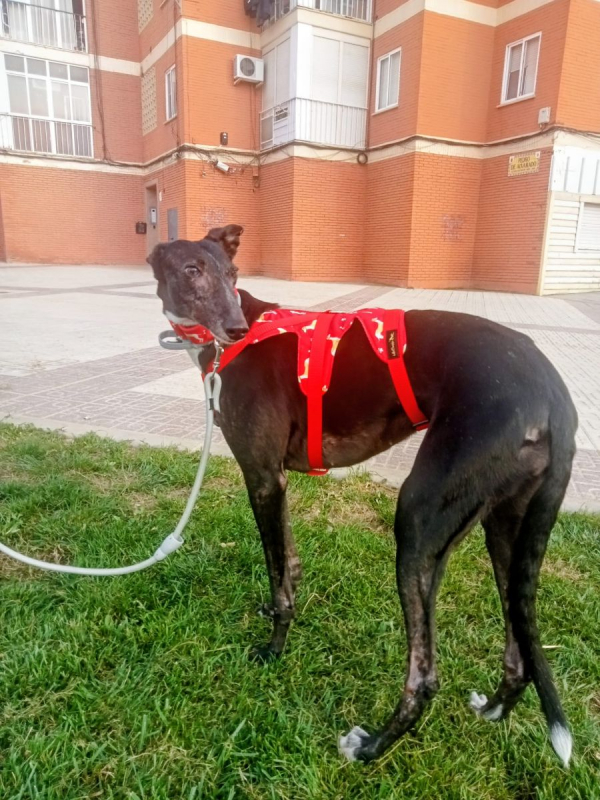 Photo #4 de POCAHONTAS