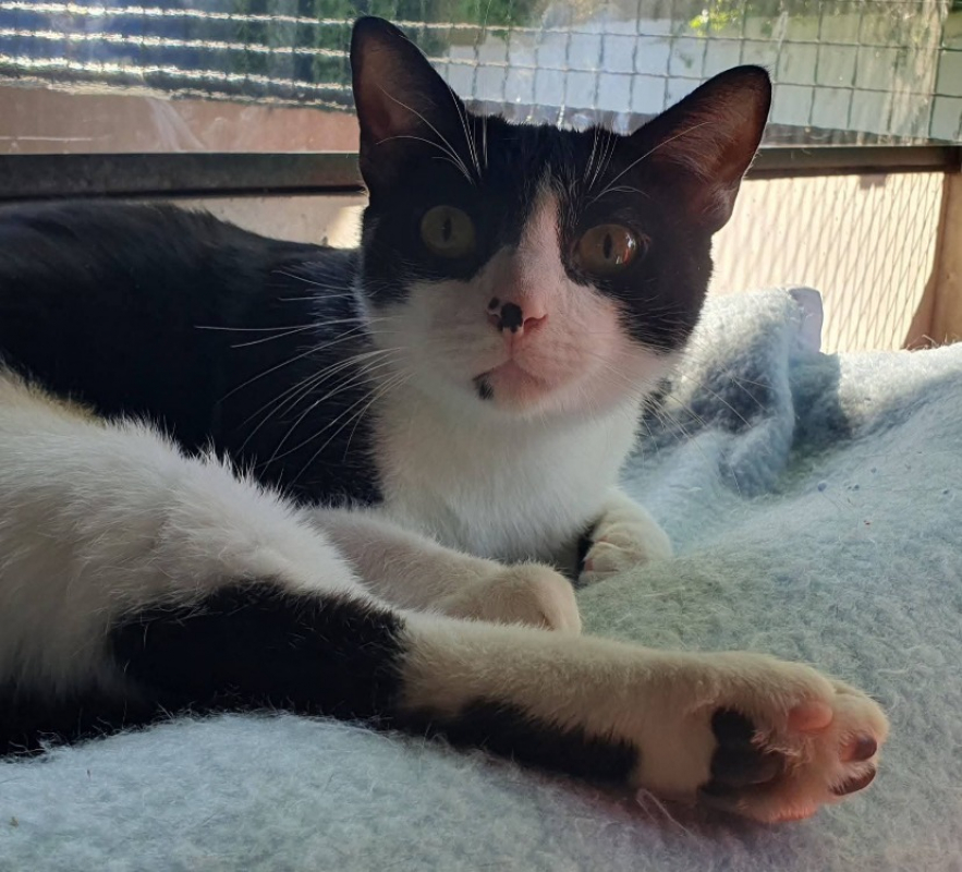 Photo #2 de Tache