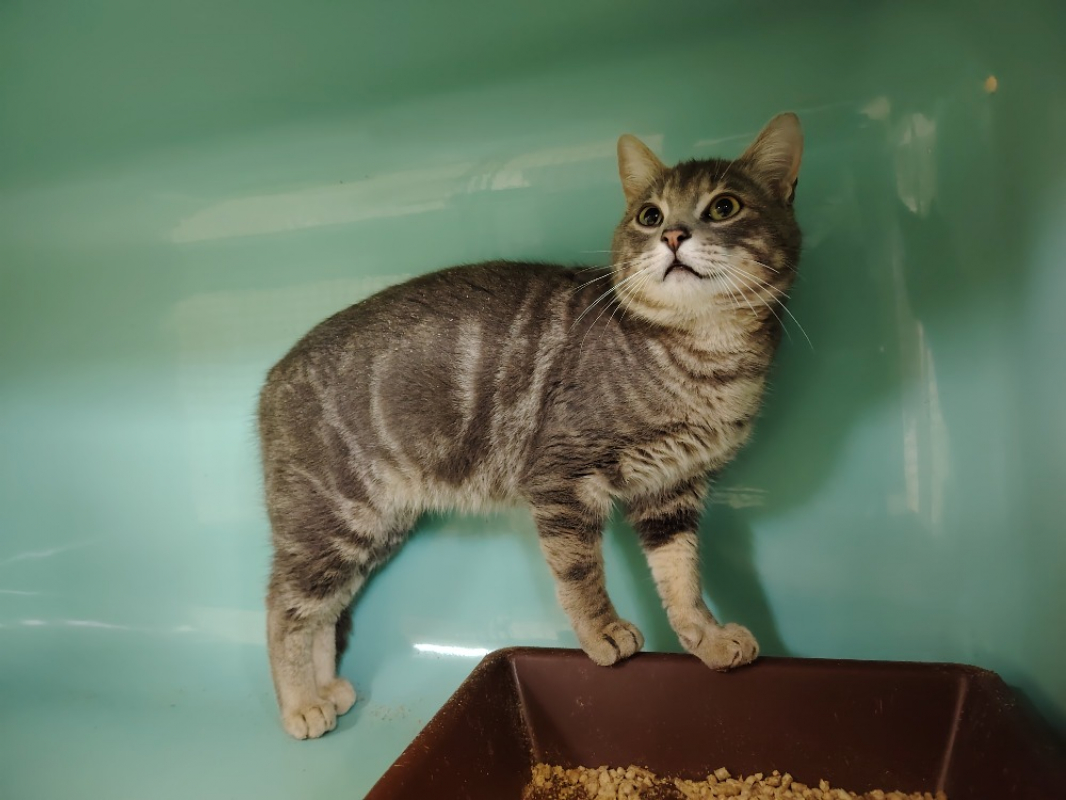 Photo #1 de Papouille