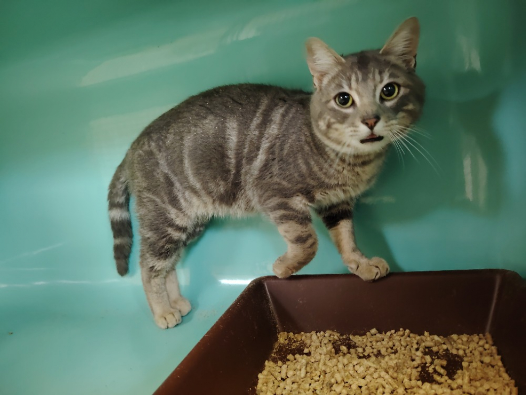 Photo #3 de Papouille