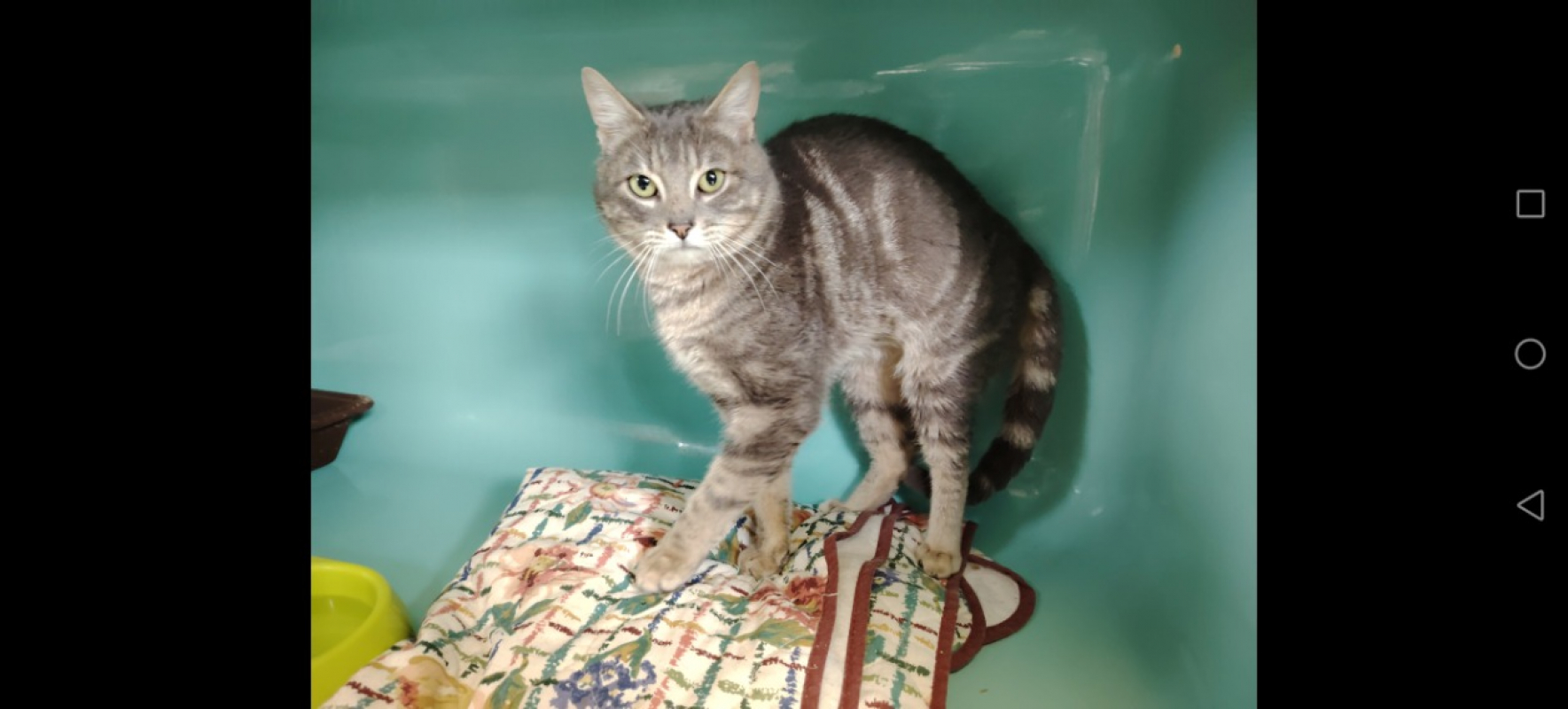 Photo #4 de Papouille