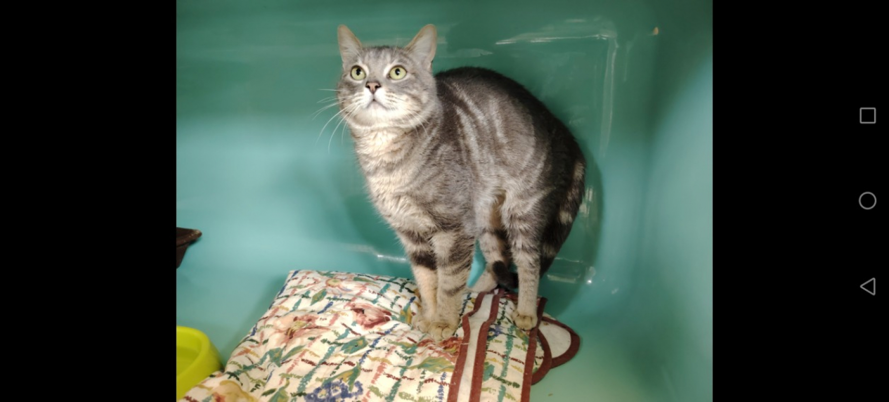 Photo #5 de Papouille