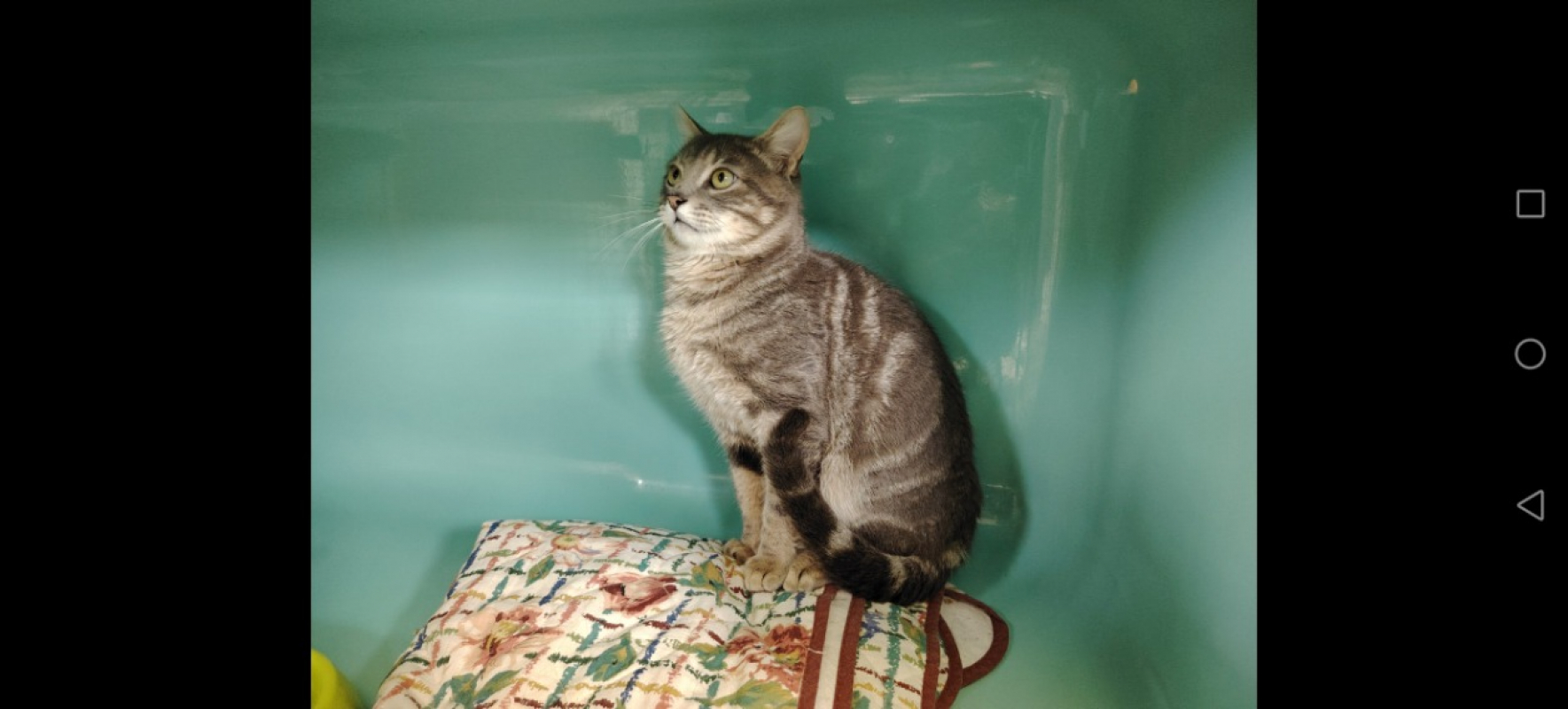 Photo #6 de Papouille