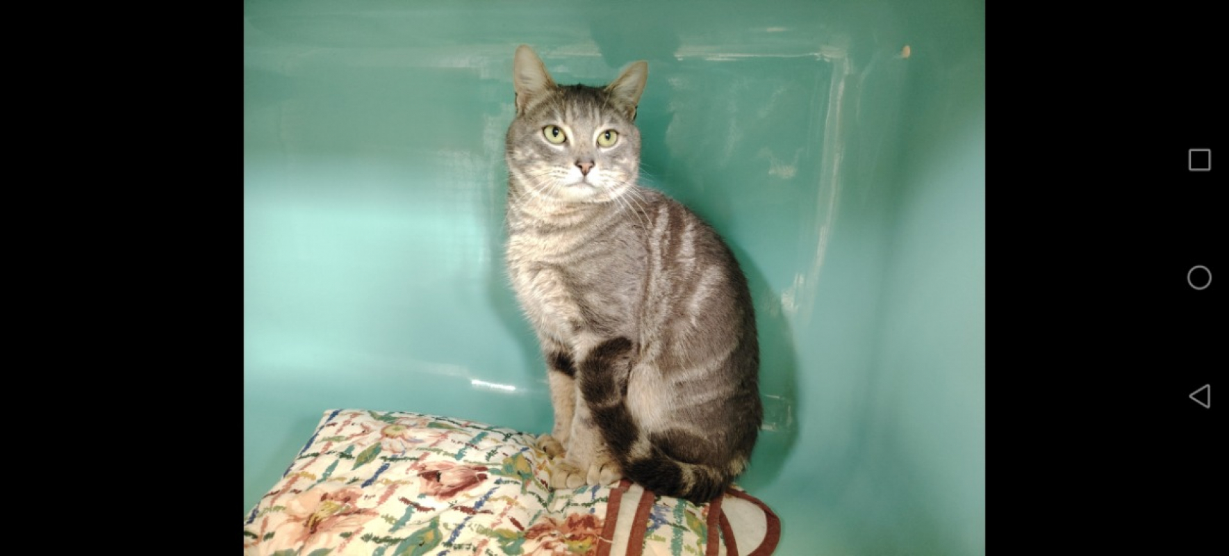 Photo #7 de Papouille