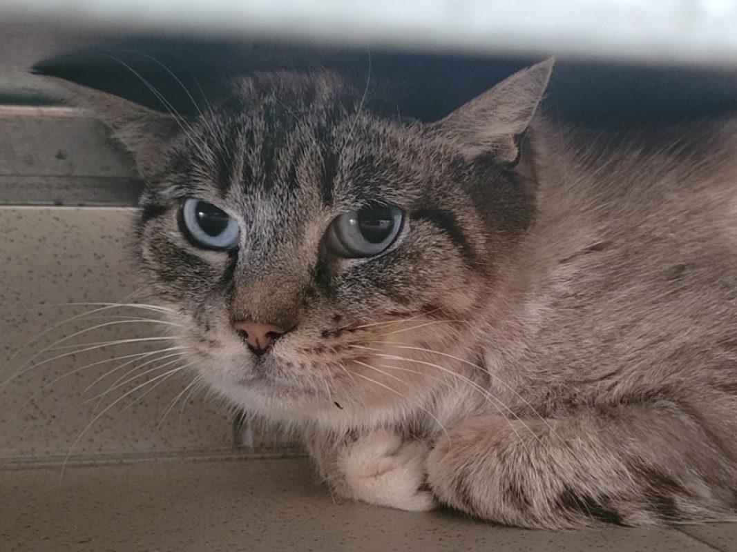 'melle - Chat Européen à adopter