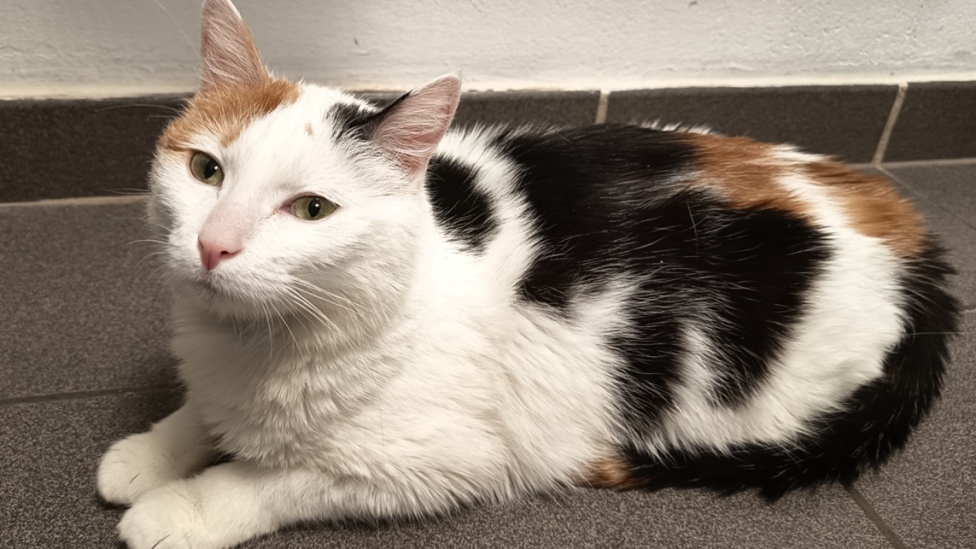 Photo #1 de Tartiflette