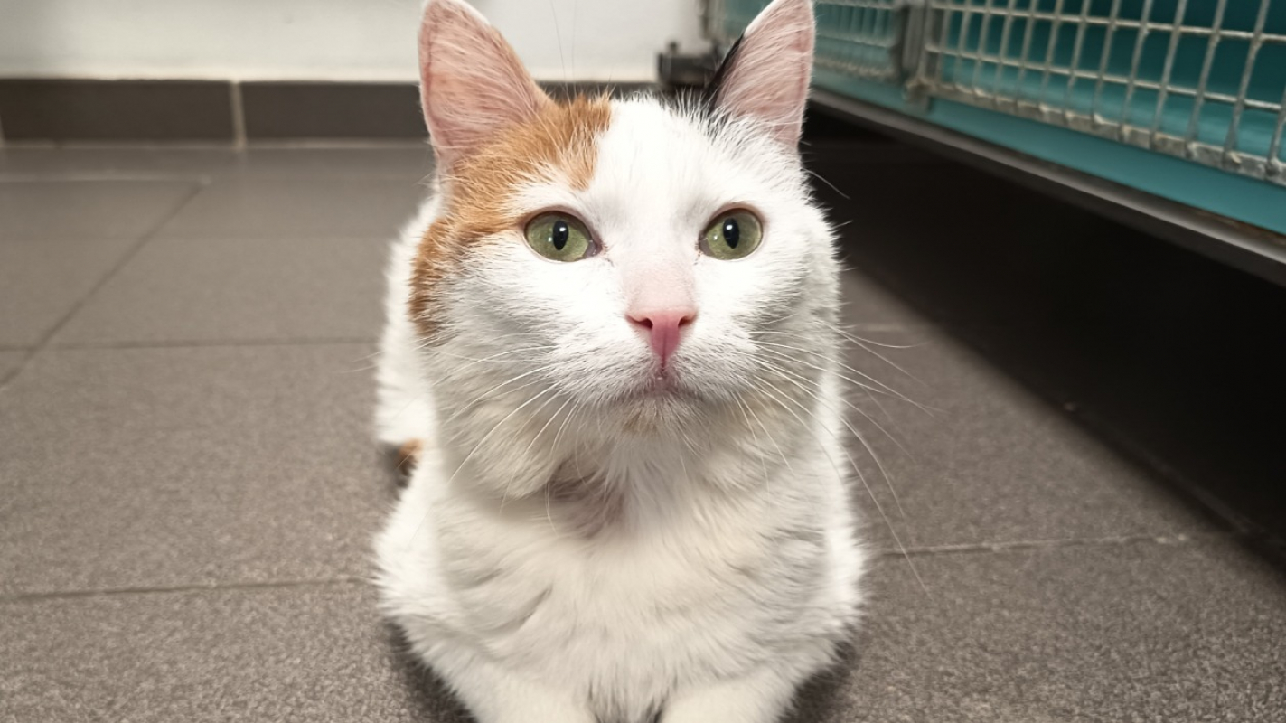 Photo #2 de Tartiflette