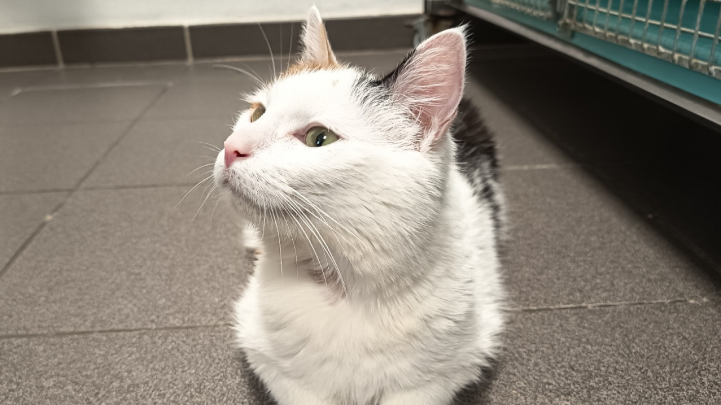 Photo #3 de Tartiflette