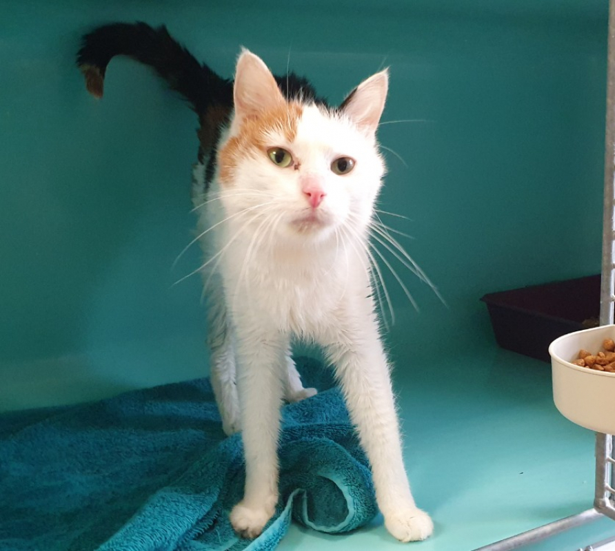 Photo #4 de Tartiflette