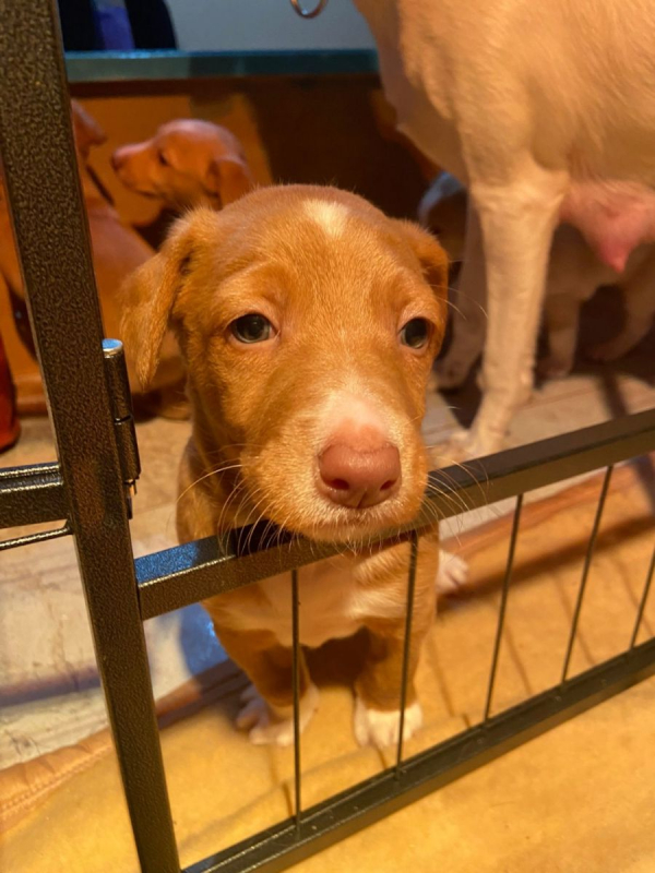 Photo #1 de Adorables chiots podencos à réserver 